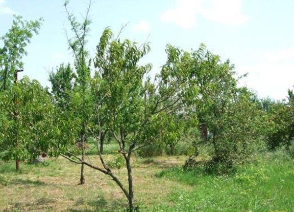 Продаю участок 6сот. 1600т. р. 10км. ростовского шоссе